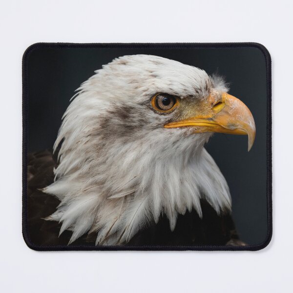 Item preview, Photo of a Bald Eagle (Haliaeetus leucocephalus). designed and sold by VinePhotog.