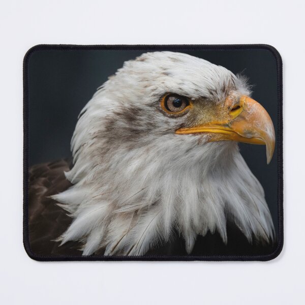 Item preview, Photo of a Bald Eagle (Haliaeetus leucocephalus). designed and sold by VinePhotog.
