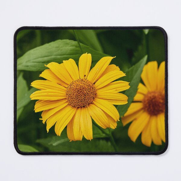 Item preview, False Sunflower V designed and sold by Eidetic Photos.