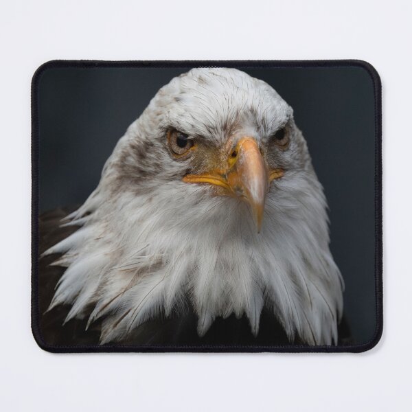 Item preview, Photo of a Bald Eagle (Haliaeetus leucocephalus). designed and sold by VinePhotog.