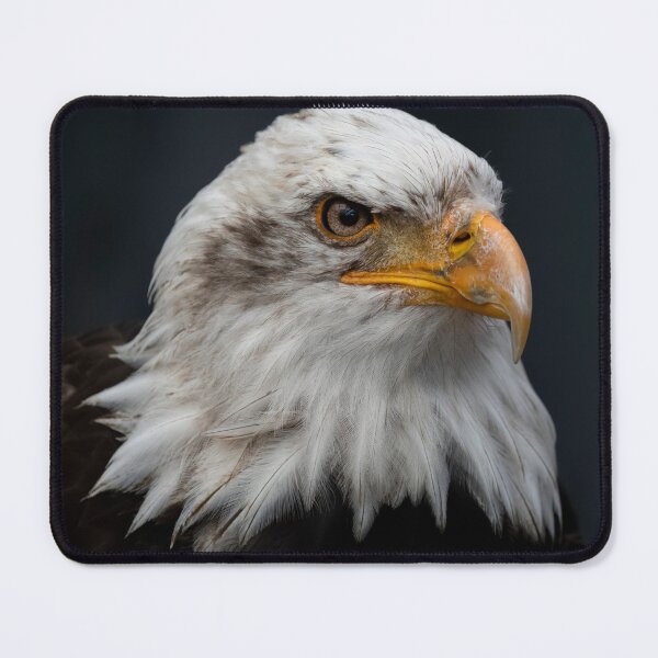 Item preview, Photo of a Bald Eagle (Haliaeetus leucocephalus). designed and sold by VinePhotog.