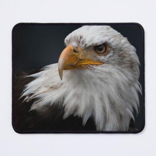 Item preview, Photo of a Bald Eagle (Haliaeetus leucocephalus). designed and sold by VinePhotog.