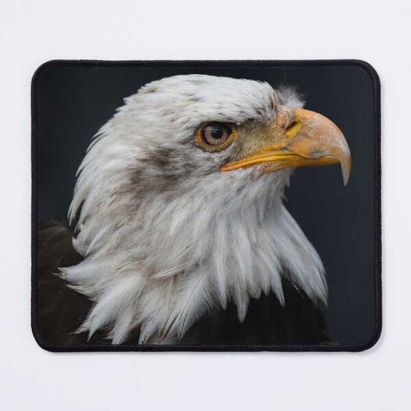 Item preview, Photo of a Bald Eagle (Haliaeetus leucocephalus). designed and sold by VinePhotog.