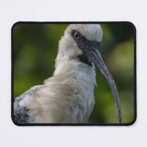 Item preview, Photo of a Black-Faced Ibis (Theristicus melanopis). designed and sold by VinePhotog.