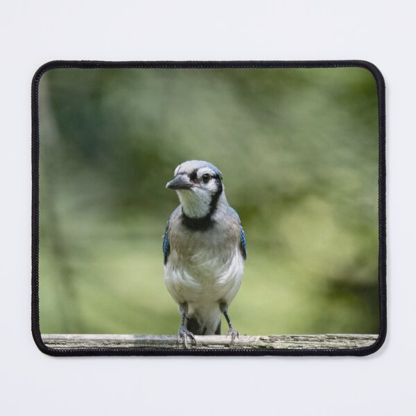 Item preview, Photo of a Blue Jay (Cyanocitta cristata). designed and sold by VinePhotog.