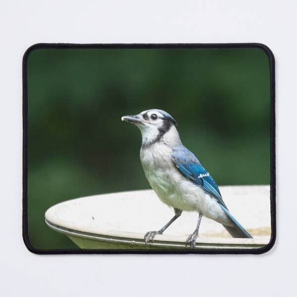 Item preview, Photo of a Blue Jay (Cyanocitta cristata). designed and sold by VinePhotog.