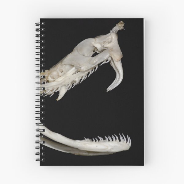 Item preview, Rhinoceros Viper Skull and Venom Fangs designed and sold by tanavi01.