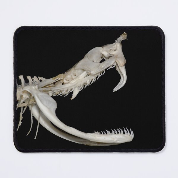 Item preview, Rhinoceros Viper Skull and Venom Fangs designed and sold by tanavi01.