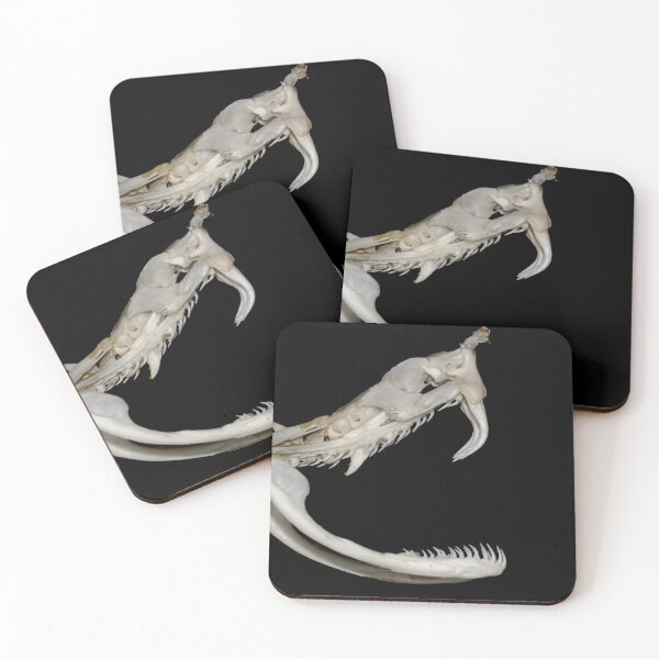 Item preview, Rhinoceros Viper Skull and Venom Fangs designed and sold by tanavi01.