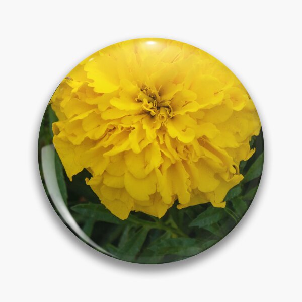 Item preview, Bright Yellow Marigold Flower Surrounded by Green Leaves in a Garden Setting designed and sold by Nmallia.