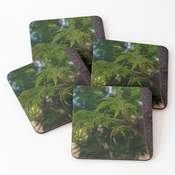 Item preview, Close-Up of Fresh Green Leaves Emerging on a Tree Trunk in Nature designed and sold by Nmallia.