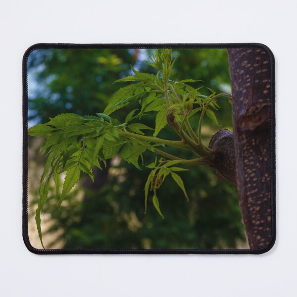 Item preview, Close-Up of Fresh Green Leaves Emerging on a Tree Trunk in Nature designed and sold by Nmallia.
