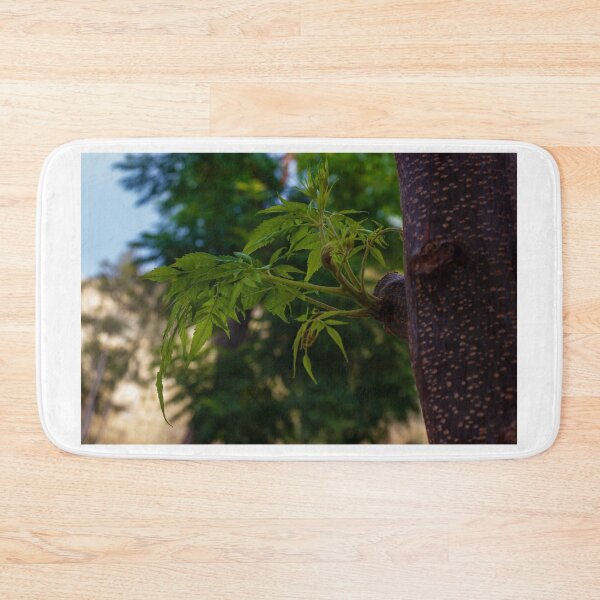 Item preview, Close-Up of Fresh Green Leaves Emerging on a Tree Trunk in Nature designed and sold by Nmallia.