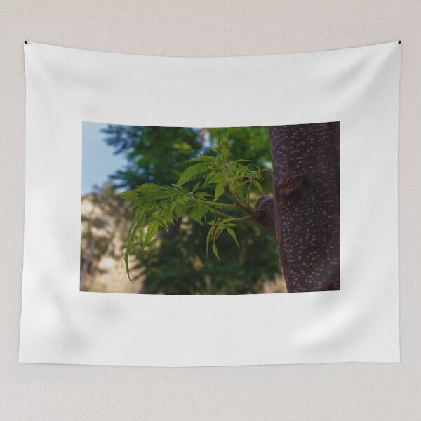 Item preview, Close-Up of Fresh Green Leaves Emerging on a Tree Trunk in Nature designed and sold by Nmallia.