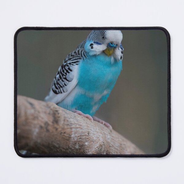 Item preview, Photo of a Budgerigar (Melopsittacus undulatus). designed and sold by VinePhotog.
