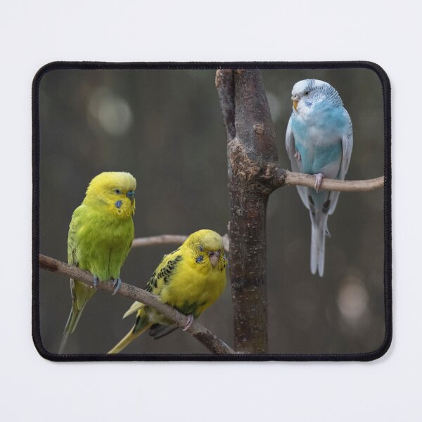 Item preview, Photo of a group of Budgerigars (Melopsittacus undulatus). designed and sold by VinePhotog.
