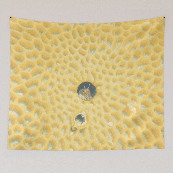 Item preview, Tiny fish in its coral home, Okinawa, Japan designed and sold by Dreaming Shell.