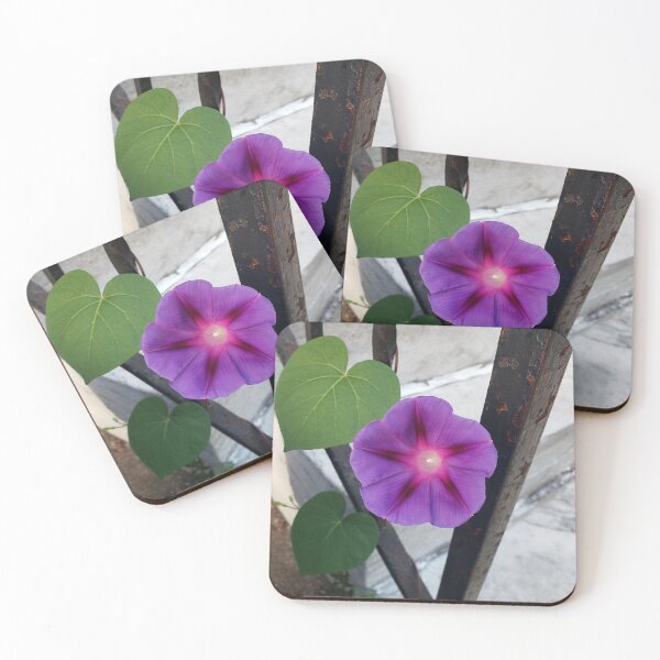 Item preview, Morning Glory Climbing a Stoop Railing designed and sold by concretebotany.
