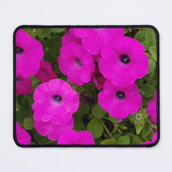 Item preview, Glorious Petunias Grown from a South Philly Sidewalk designed and sold by concretebotany.