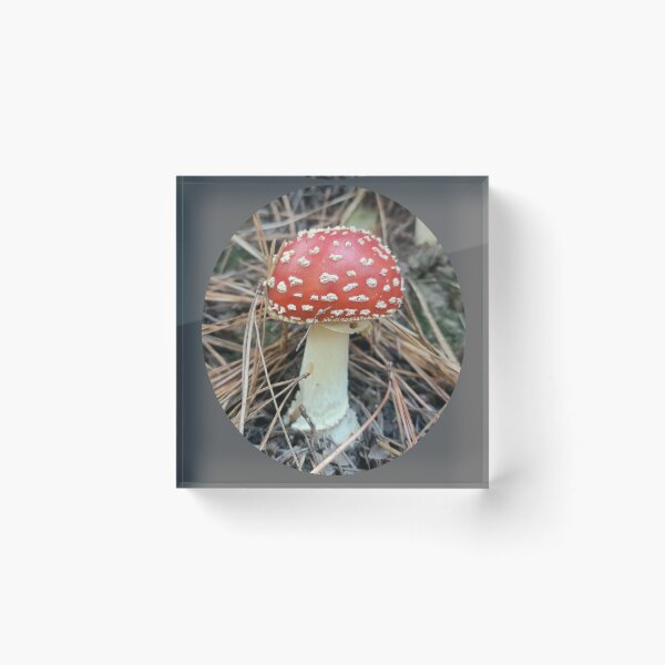 Item preview, Toadstool in a forest designed and sold by Eric's Designs.