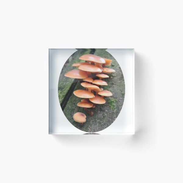 Item preview, Orange mushrooms designed and sold by Eric's Designs.