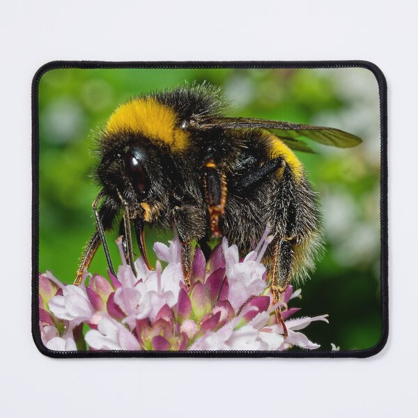 Item preview, Buff Tailled Bumble Bee on Marjoram Flowers designed and sold by Geordie Jason.