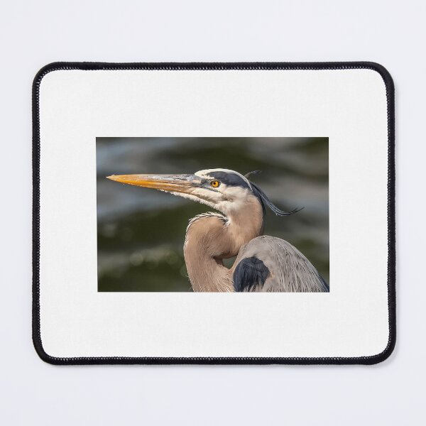 Item preview, Great Blue Heron In Florida designed and sold by kyla-leach.