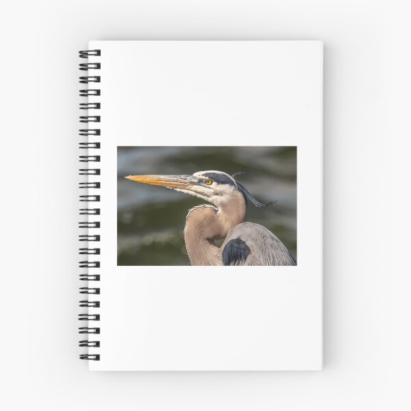 Item preview, Great Blue Heron In Florida designed and sold by kyla-leach.