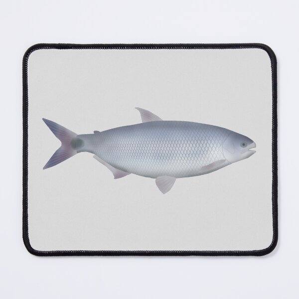 Item preview, Pirapitinga designed and sold by fishfolkart.