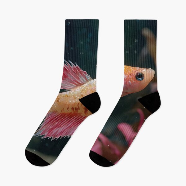 Item preview, Betta in aquarium designed and sold by ScienceRex.