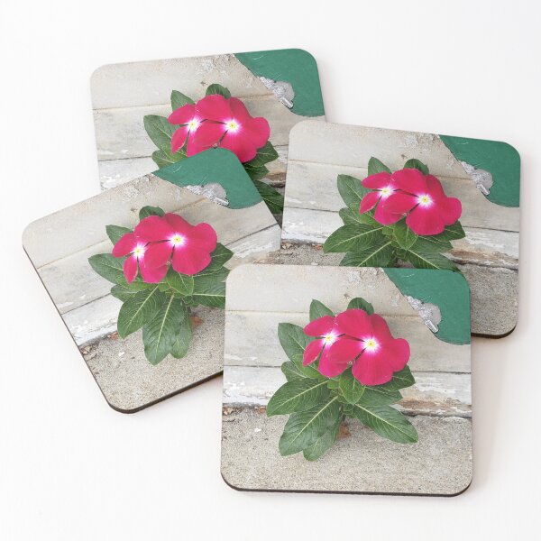 Item preview, Red Madagascar Periwinkle Growing out of a Sidewalk Crack designed and sold by concretebotany.
