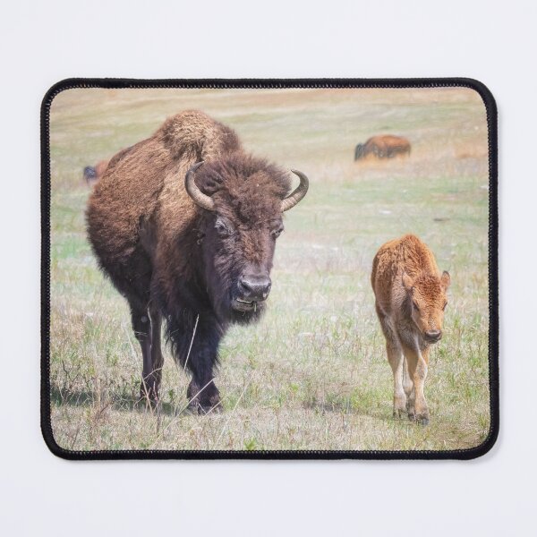Item preview, Bison Herd in Custer State Park SD 2 designed and sold by PhotoArt by Joan Carroll.