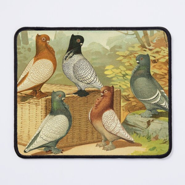 Item preview, Crested Fancy Pigeons with Laced Feathering  designed and sold by Asutip.