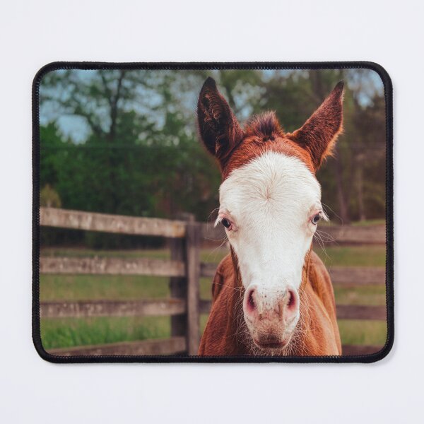 Item preview, Adorably Curious designed and sold by Jim Love.
