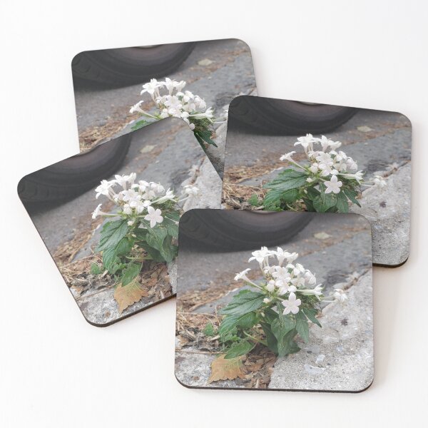 Item preview, Sidewalk Egyptian Starcluster  designed and sold by concretebotany.