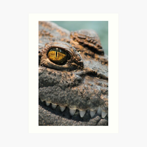 Yellow Crocodile Gifts Merchandise Redbubble - cheap white nightstand interior crocodile alligator roblox