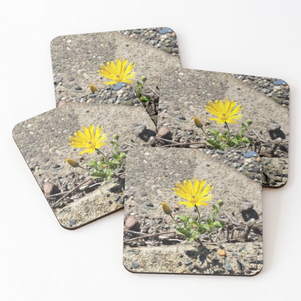 Item preview, Crackplant Camphorweed designed and sold by concretebotany.