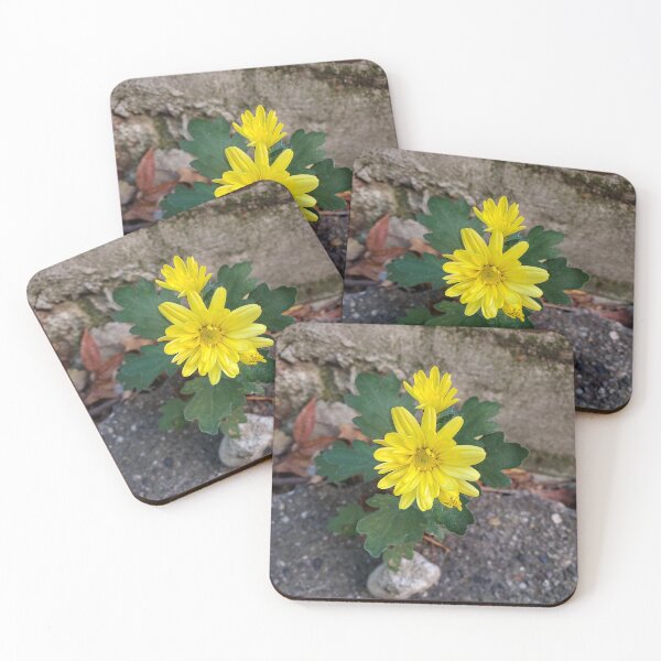 Item preview, Yellow Chrysanthemum Growing Out of a Sidewalk designed and sold by concretebotany.