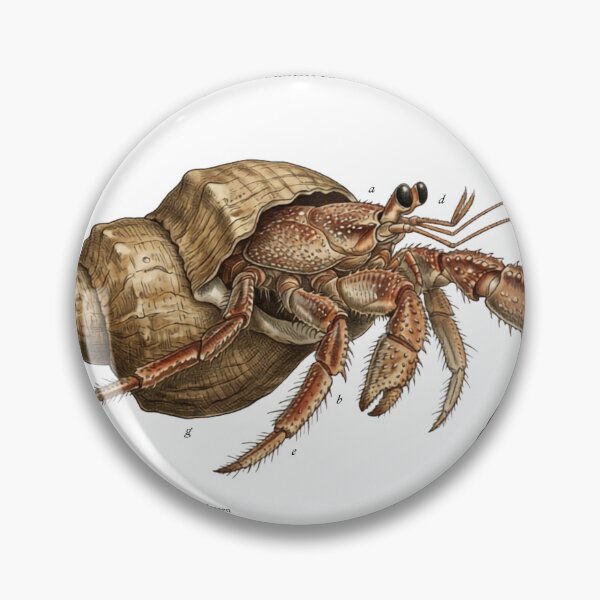 Item preview, Scientific Hermit Crab designed and sold by CuriousCurrents.