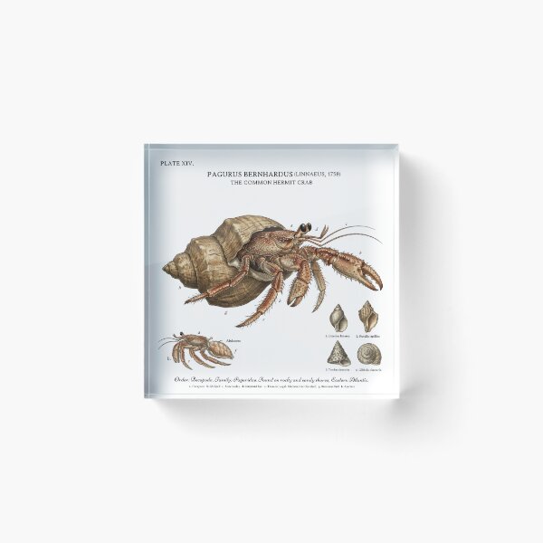 Item preview, Scientific Hermit Crab designed and sold by CuriousCurrents.
