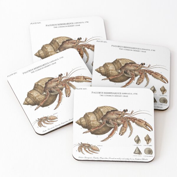 Item preview, Scientific Hermit Crab designed and sold by CuriousCurrents.