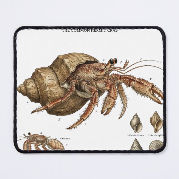 Item preview, Scientific Hermit Crab designed and sold by CuriousCurrents.