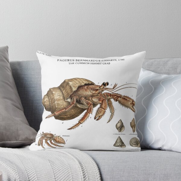 Item preview, Scientific Hermit Crab designed and sold by CuriousCurrents.
