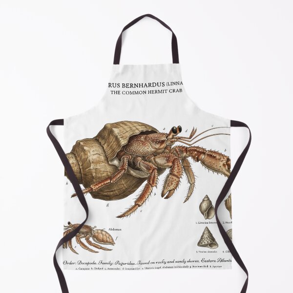 Item preview, Scientific Hermit Crab designed and sold by CuriousCurrents.