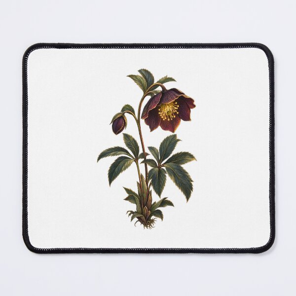 Item preview, Hellebore | Gothic Winter Rose Botanical Art | Dark Academia Gift designed and sold by Brackenlume Studio.