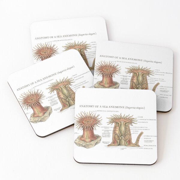 Item preview, Scientific Sea Anemone designed and sold by CuriousCurrents.