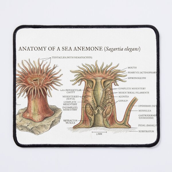 Item preview, Scientific Sea Anemone designed and sold by CuriousCurrents.