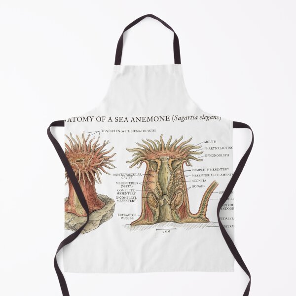 Item preview, Scientific Sea Anemone designed and sold by CuriousCurrents.