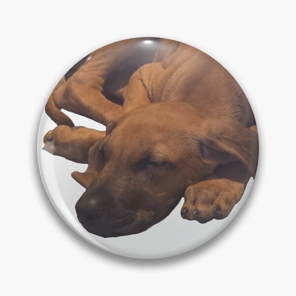 Item preview, Photo of my puppy Rhodesian Ridgeback / Black Lab / Golden Retriever  designed and sold by melmel58.