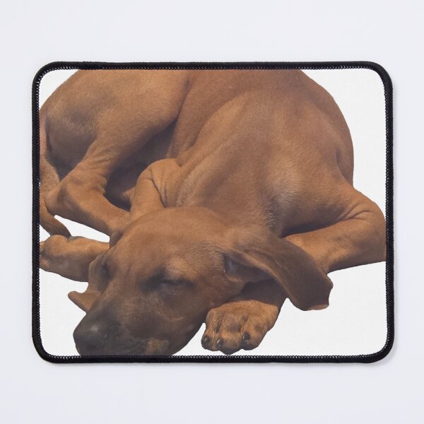 Item preview, Photo of my puppy Rhodesian Ridgeback / Black Lab / Golden Retriever  designed and sold by melmel58.